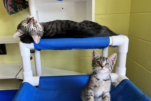 Fatherly cat watches after homeless kittens at shelter