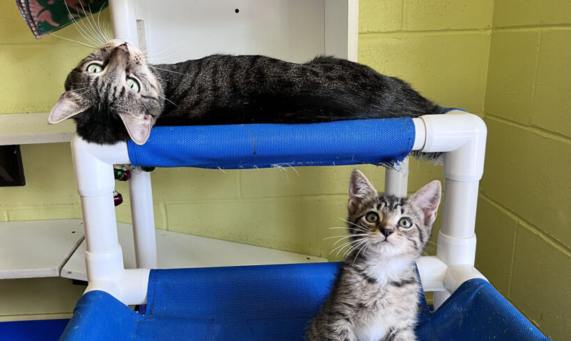 Fatherly cat watches after homeless kittens at shelter