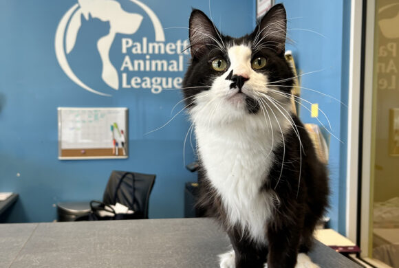 Hunky cat turns heads at PAL Adoption Center