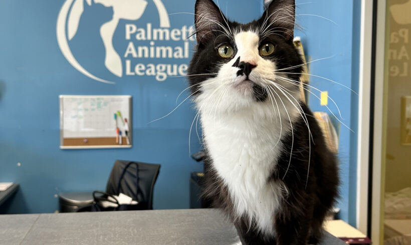 Hunky cat turns heads at PAL Adoption Center