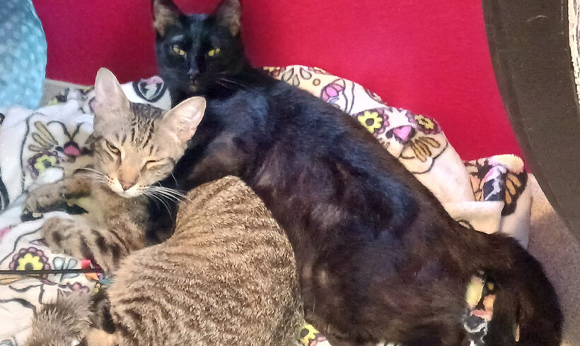 Fatherly cat comforts newcomers at local animal shelter