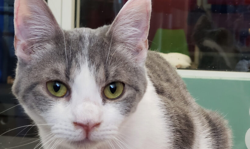 Discarded cat remains hopeful after spending most of his life at a shelter