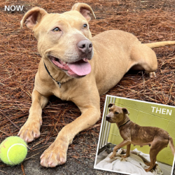 Rescue dog undergoes amazing transformation
