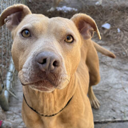Rescue dog undergoes amazing transformation