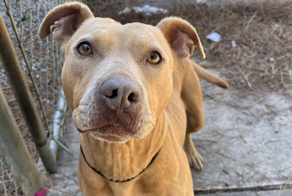 Rescue dog undergoes amazing transformation Rescue dog undergoes amazing transformation