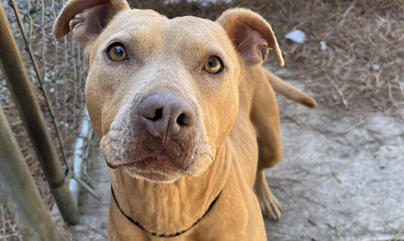 Rescue dog undergoes amazing transformation