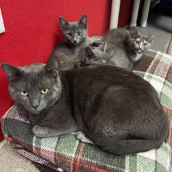 Rescue cat fathers orphaned kittens at Palmetto Animal League